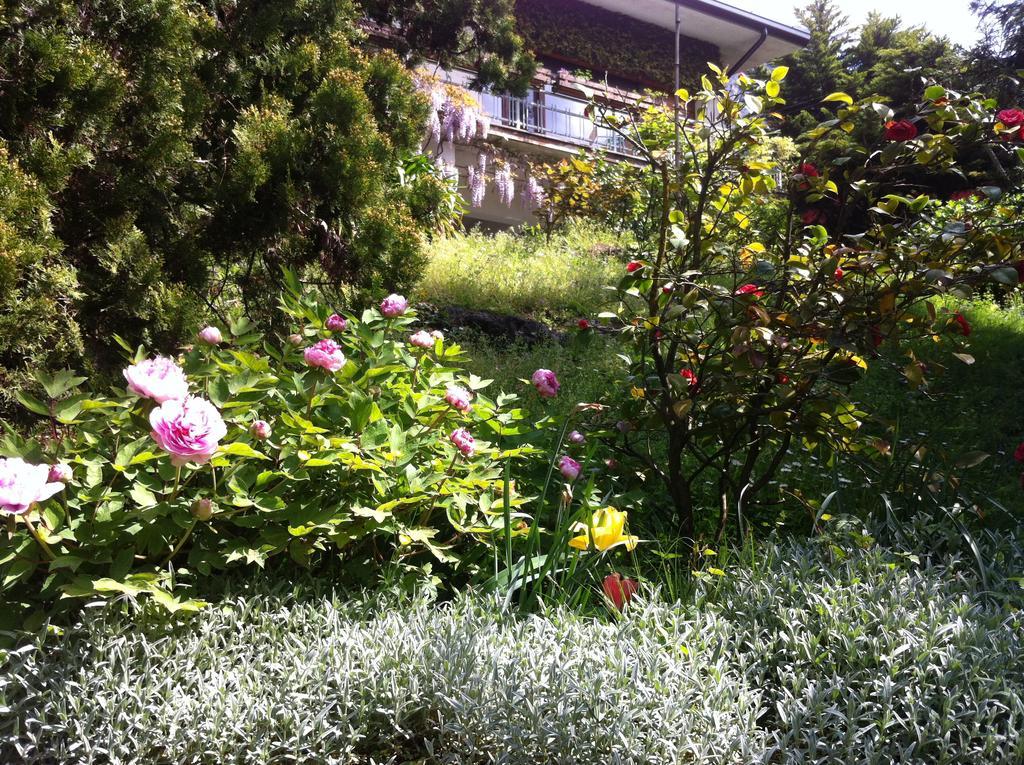 B&B Le Ortensie -Lago Di Como Lierna Εξωτερικό φωτογραφία